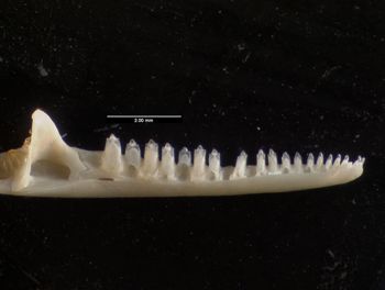 Media type: image;   Herpetology R-132023